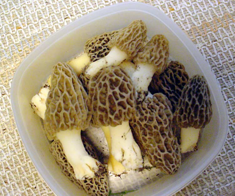 mushrooms-001.jpg