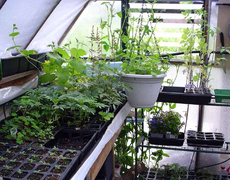 greenhouse-south-table-june.jpg