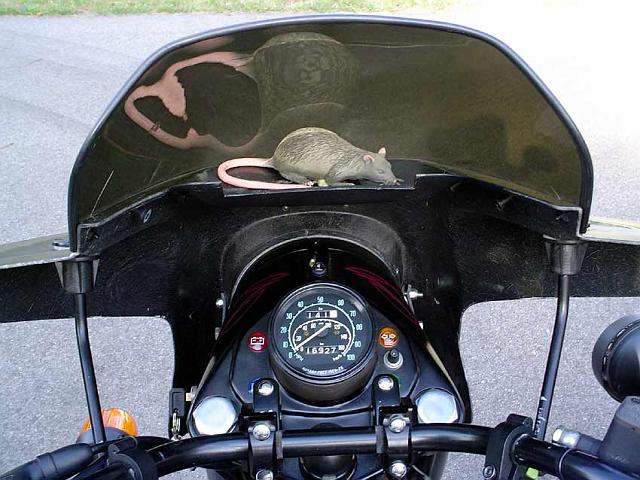 DSC06997.jpg - My Guard Rat