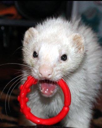 ferret-ring.jpg