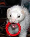 ferret-ring