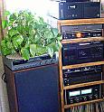 speaker-plant
