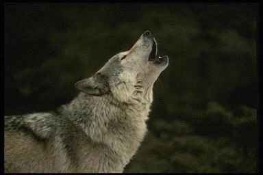 HOWLING_WOLF.jpg (6553 bytes)